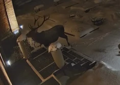 Камера сняла "вандала", устроившего набег на ресторан в Лигатне