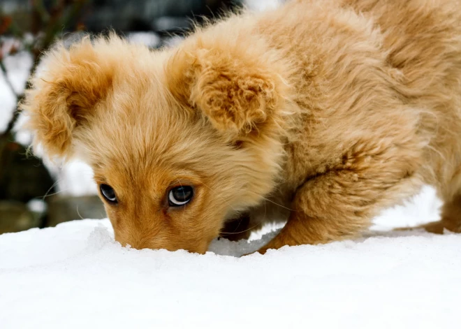 Весна пришла - "сюрпризы" принесла! Владельцам собак напомнили об ответственности