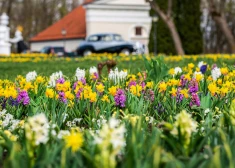 Īpaši auksta ziema – īpaši skaists pavasaris? Pakrojas muižas dārznieki atklāj, ko gaidīt šogad