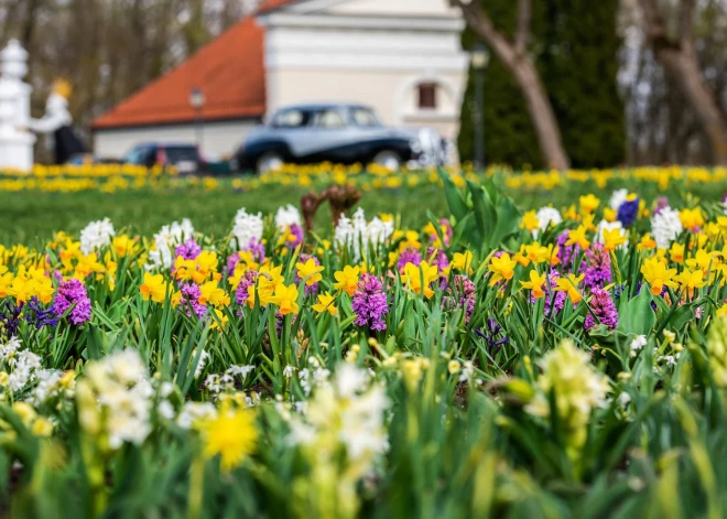 Īpaši auksta ziema – īpaši skaists pavasaris? Pakrojas muižas dārznieki atklāj, ko gaidīt šogad