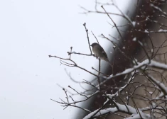 Zvirbulis krūma zarā.