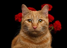 Uzmanies pilnmēness laikā - horoskops visām zodiaka zīmēm no 2.03. līdz 8.03.