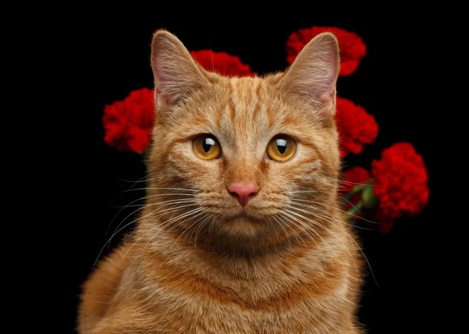 Uzmanies pilnmēness laikā - horoskops visām zodiaka zīmēm no 2.03. līdz 8.03.