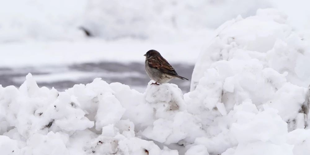 Sniegs atkāpjas nevienmērīgi.