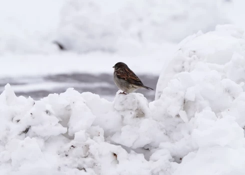 Sniegs atkāpjas nevienmērīgi.