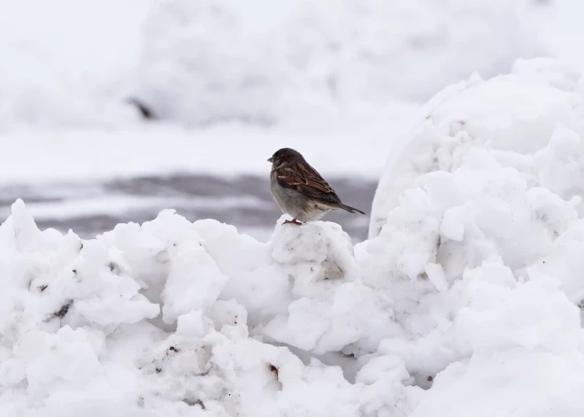 Sniegs kūst nevienmērīgi: Kurzemē un pie jūras jau pliki lauki, Latgalē vēl līdz 45 centimetriem bieza sniega sega