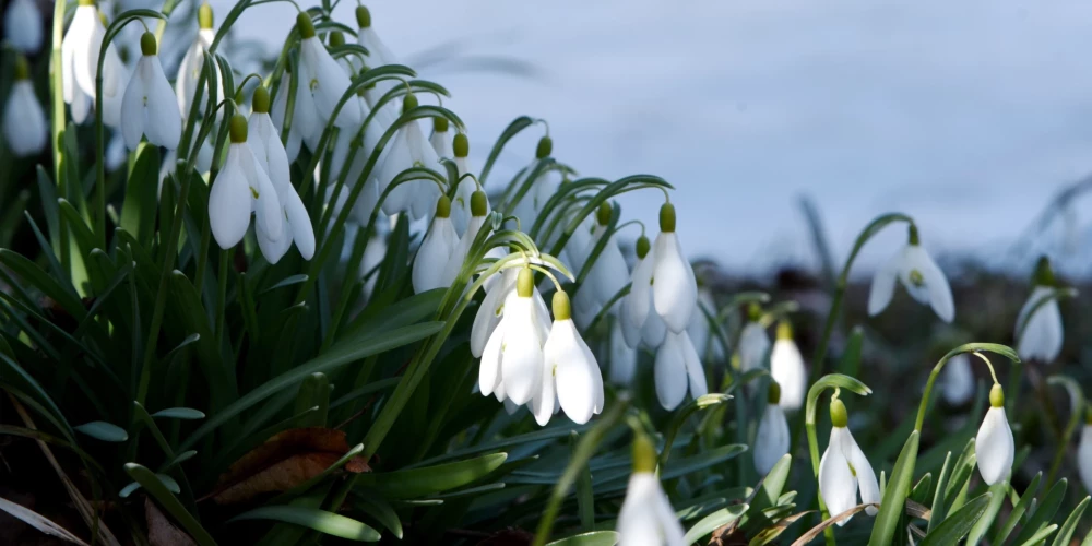 Nedēļas nogalē pārspēti desmit siltuma rekordi.