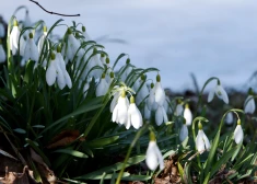 Pavasaris tuvojas: Latvijā divās dienās pārspēti 10 maksimālās gaisa temperatūras rekordi