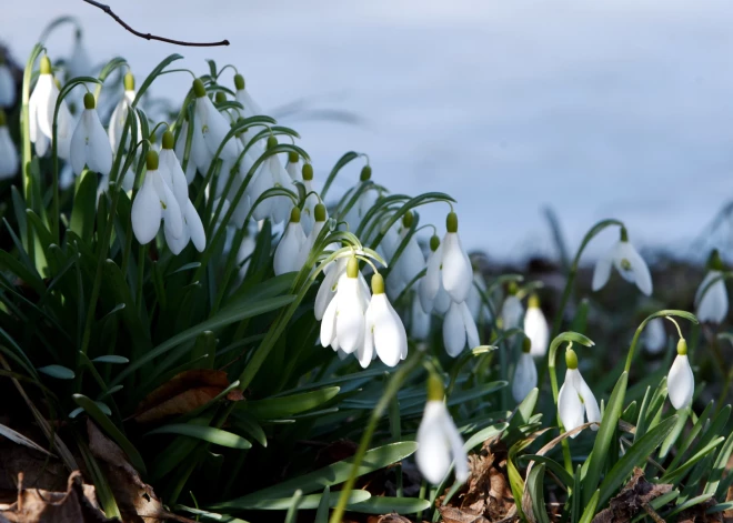 Pavasaris tuvojas: Latvijā divās dienās pārspēti 10 maksimālās gaisa temperatūras rekordi