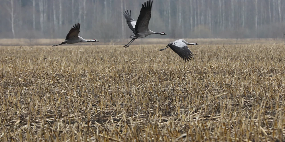 Latvijā sāk atgriezties gājputni.