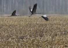 Latvijā atgriežas gājputni: ziņo par pirmajām dzērvēm un cīruļiem