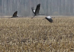 В Латвию возвращаются перелетные птицы, у кленов началось сокодвижение