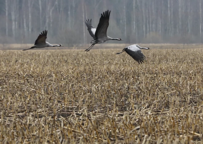 В Латвию возвращаются перелетные птицы, у кленов началось сокодвижение