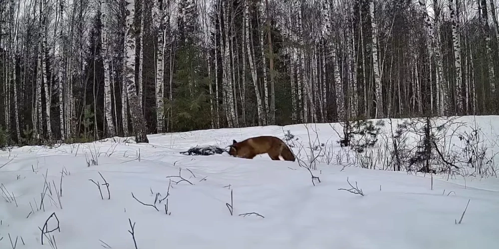 Lapsa kūmiņš pieķerts nozieguma vietā!