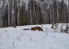 VIDEO: Lapsa kūmiņš pieķerts nozieguma vietā! Sedas purvs publicē amizantu video