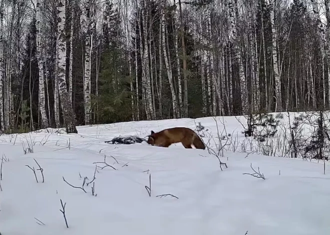 VIDEO: Lapsa kūmiņš pieķerts nozieguma vietā! Sedas purvs publicē amizantu video