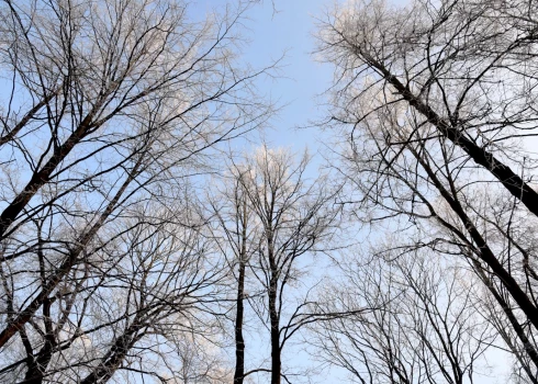 Naktī vietām Kurzemē veidosies migla un sarma. 