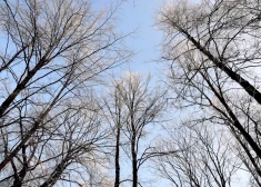 Погода во вторник: холодная ночь и более теплый, дождливый день