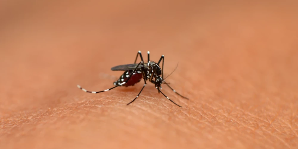 Čikunguņjas vīrusu pārnēsā Aedes ģints odi, un slimība ir plaši izplatīta tropu un subtropu reģionos