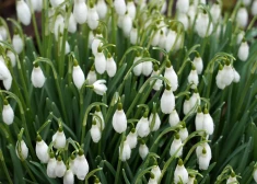 Marta pirmo pusi prognozē sausu