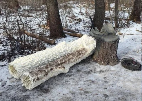 Antenas tiek nomaskētas kā koki.