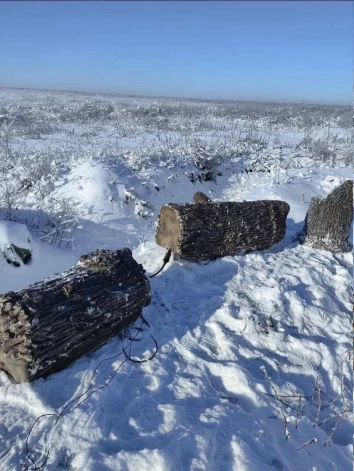 No putna lidojuma tās tiešām izskatās kā koki.