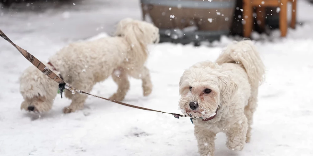 Veterinārārstu biedrība aicina pašvaldības aktīvāk iekasēt suņu turēšanas nodevu. 