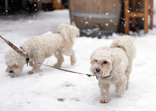 Veterinārārstu biedrība aicina pašvaldības aktīvāk iekasēt suņu turēšanas nodevu