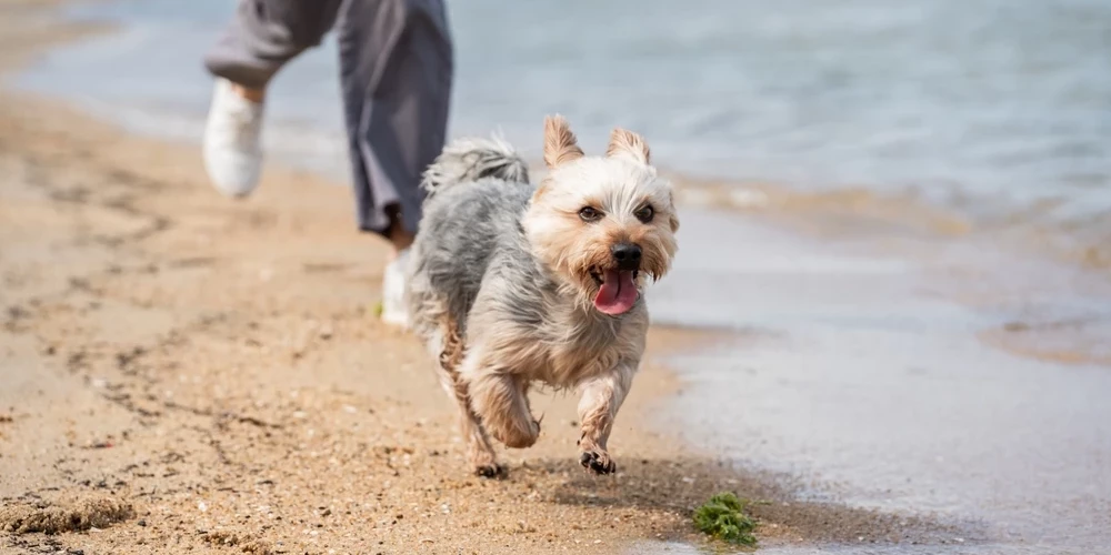 Времена бесплатных собак остались в прошлом.