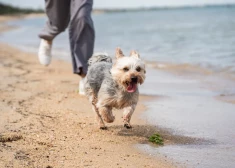 В Латвии хотят существенно увеличить налог на собак