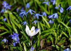 Latvijā sācies meteoroloģiskais pavasaris