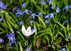 Latvijā sācies meteoroloģiskais pavasaris