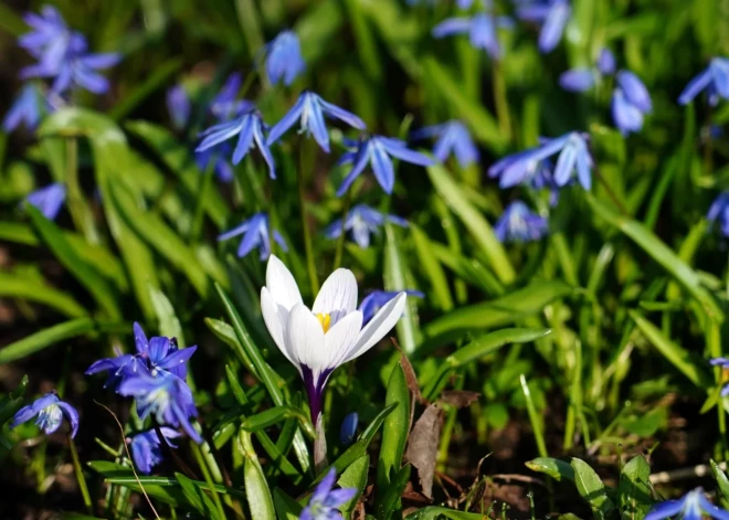 В Латвии сохранится теплая и солнечная погода: уже скоро воздух может прогреться до +15
