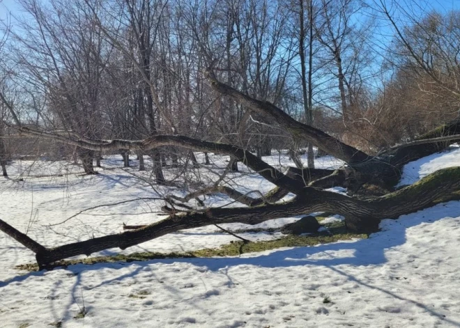 Liepājnieki izlēmuši, ko darīt ar nokritušo Kanādas papeli Jūrmalas parkā