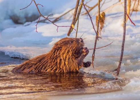 Иллюстративное фото.