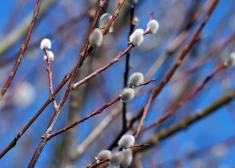 В четверг сохранится преимущественно солнечная погода