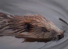 Saulkrastos samazinās bebru skaitu; iedzīvotājus aicina būt saprotošiem