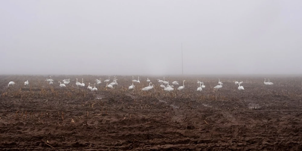 Naktī daudzviet veidosies migla. 