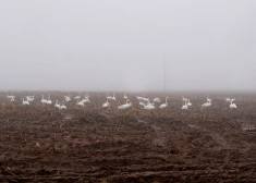 Naktī daudzviet veidosies migla