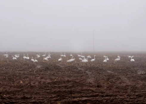 Naktī daudzviet veidosies migla. 