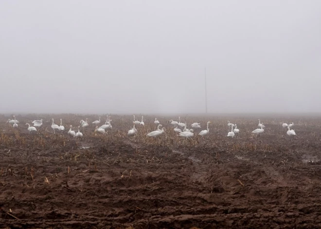 Naktī daudzviet veidosies migla