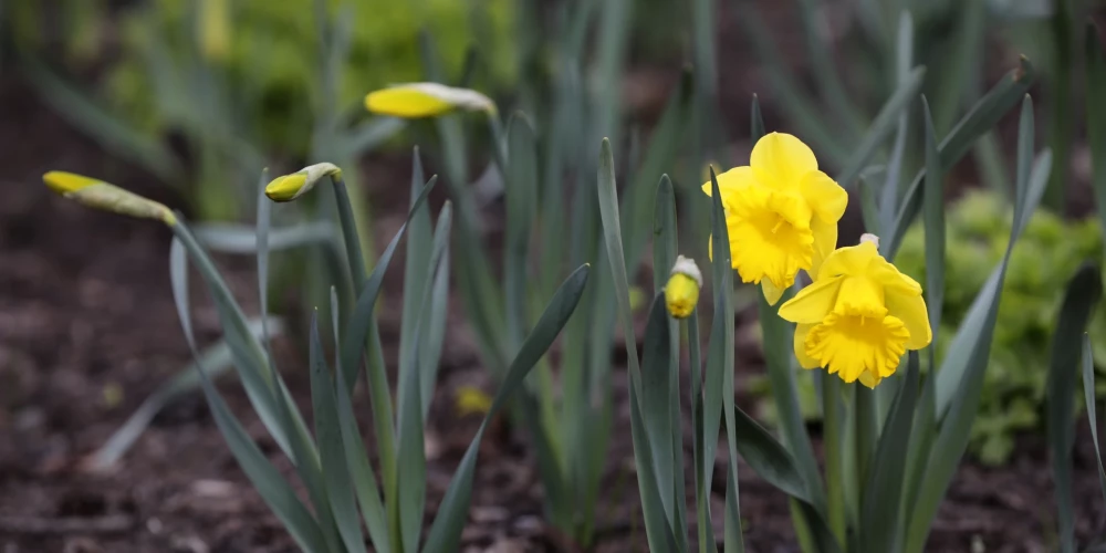 Dienas pusē, izklīstot miglai, gaidāms pārsvarā saulains un silts laiks. 