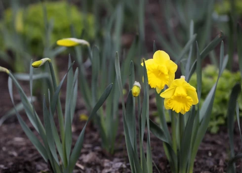Dienas pusē, izklīstot miglai, gaidāms pārsvarā saulains un silts laiks. 