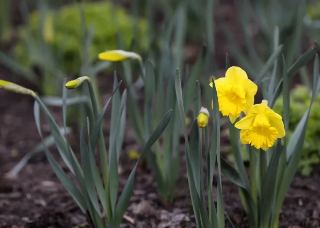 Пятница подарит Латвии почти апрельское тепло