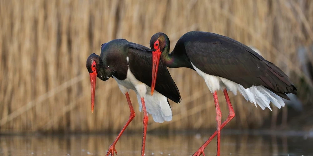 В Курземе увидели черного аиста - и это случилось раньше, чем когда-либо.