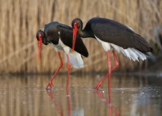 Редкий черный аист вернулся в Латвию раньше обычного; возвращаются и другие перелетные птицы