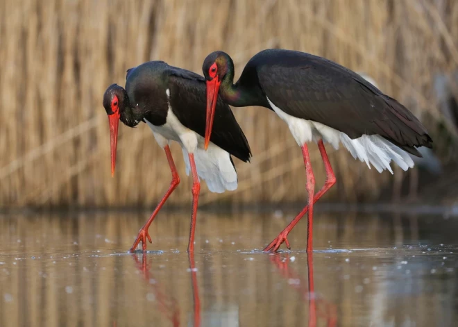 Редкий черный аист вернулся в Латвию раньше обычного; возвращаются и другие перелетные птицы