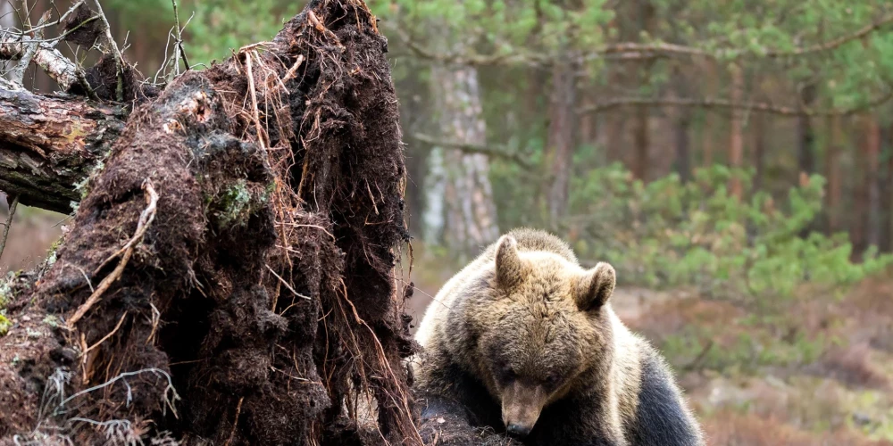 Pamanītais pēdas nospiedums bijis 16 centimetrus liels.