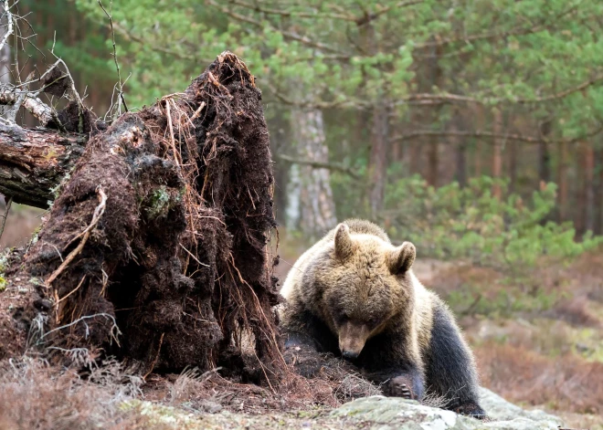 Dundagas pusē fiksēts pieklājīga izmēra brūnais lācis