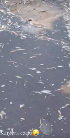 Posta aina pie Kaņiera ezera. Milzu daudzums noslāpušo zivju fiksēts 28. februārī.